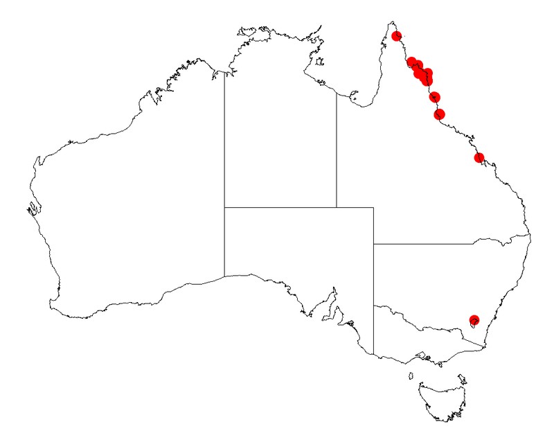 Acacia racospermoides