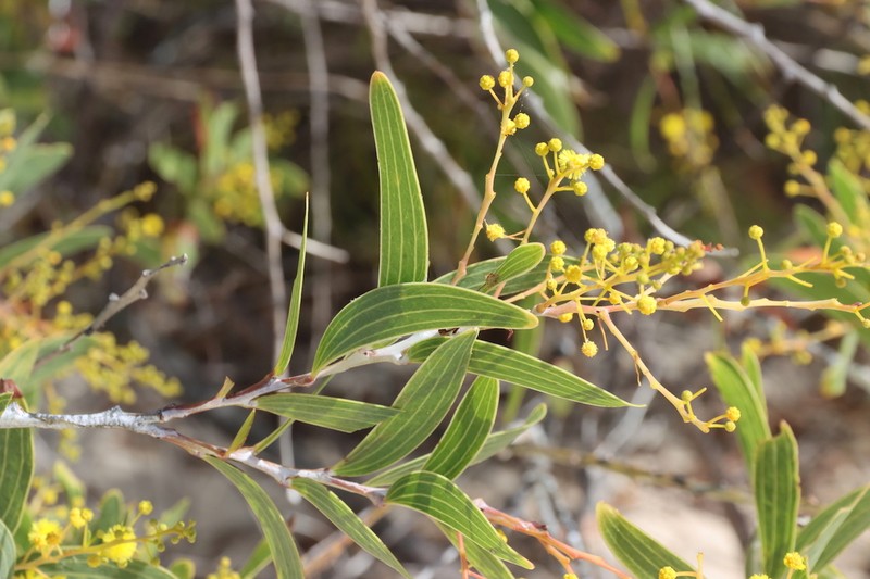 Acacia racospermoides photo 2