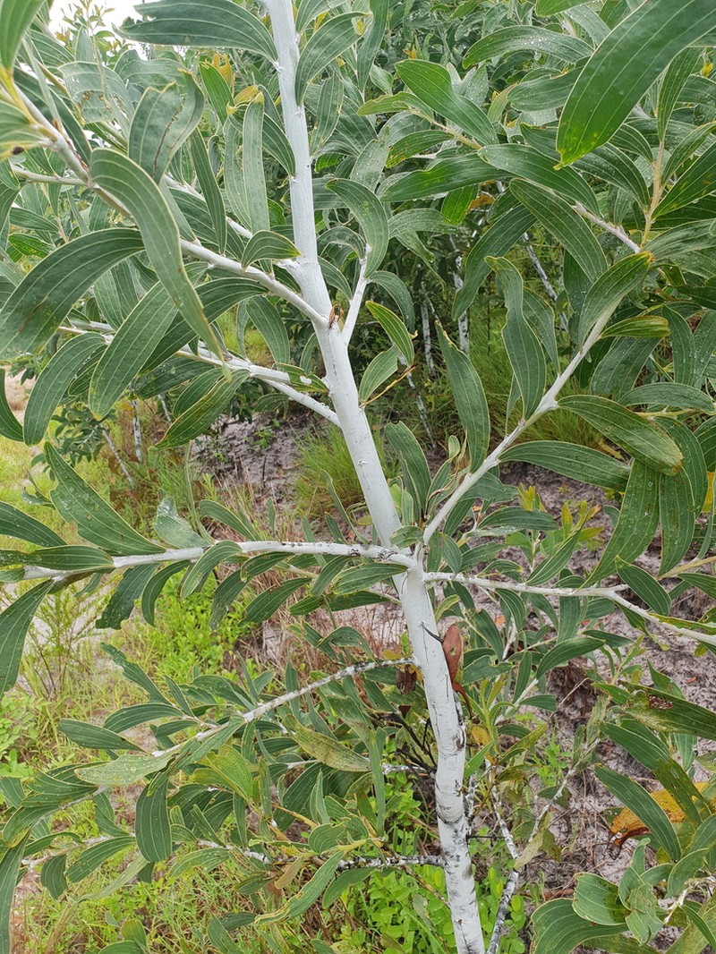 Acacia racospermoides photo 3