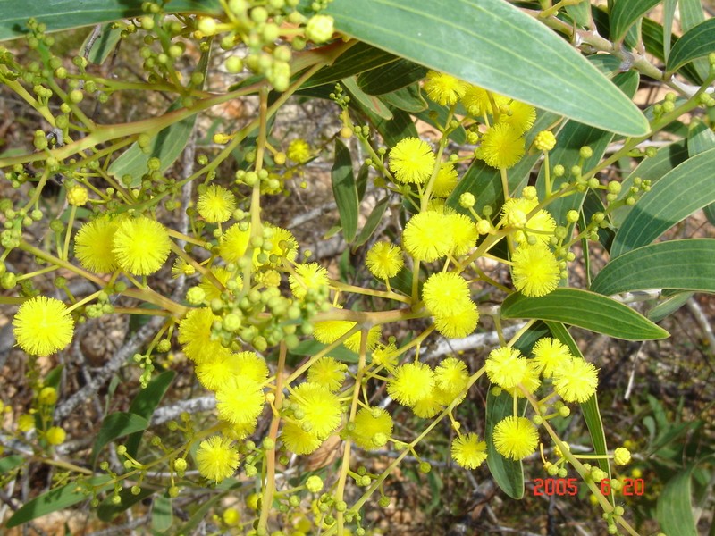 Acacia racospermoides photo 4