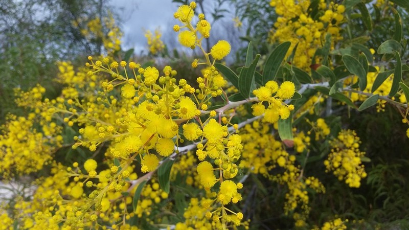 Acacia racospermoides photo 5