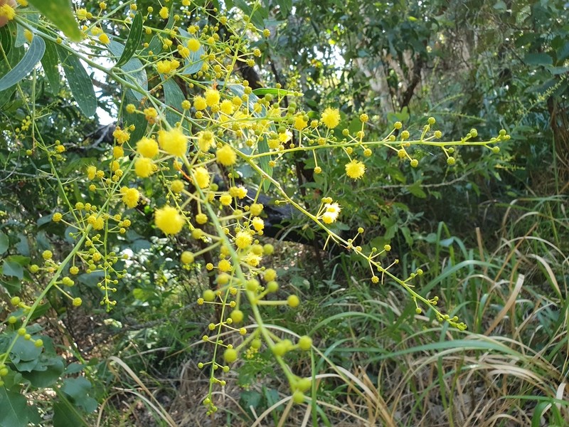 Acacia racospermoides photo 6