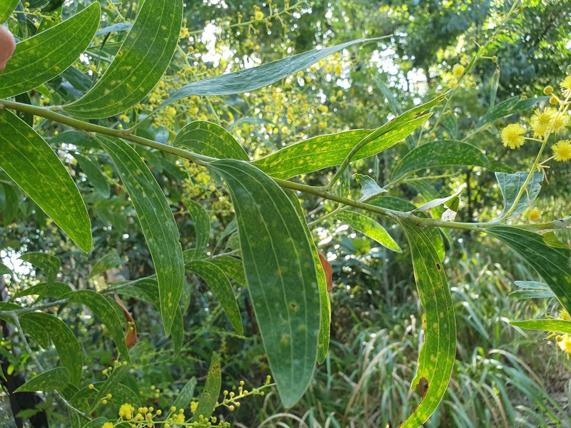 Acacia racospermoides photo 8
