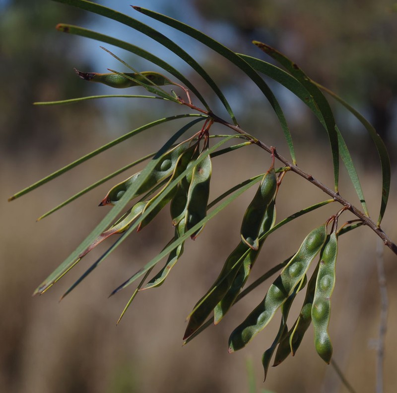 Acacia ramiflora photo 3