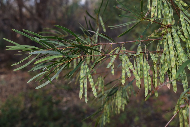 Acacia ramiflora photo 4