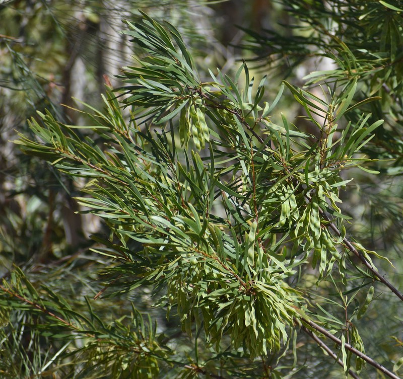 Acacia ramiflora photo 5
