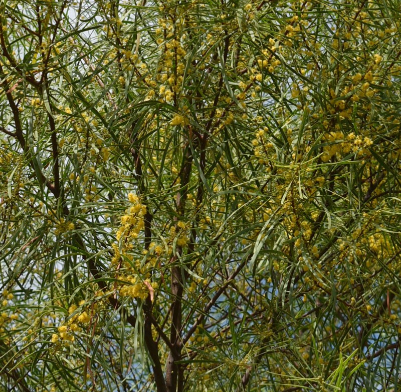 Acacia ramiflora photo 6
