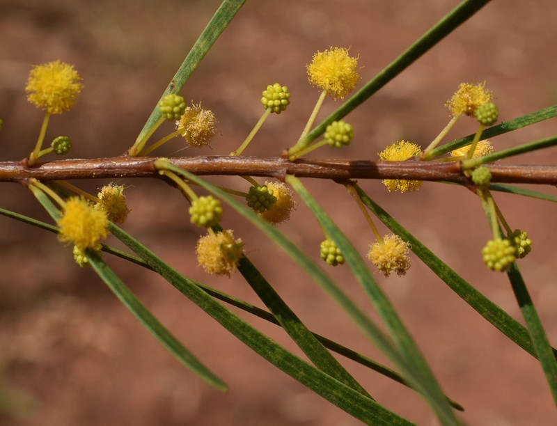 Acacia ramiflora photo 7