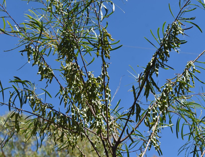 Acacia ramiflora photo 8