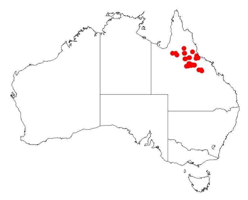 Acacia ramiflora