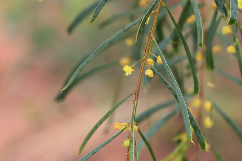 Acacia ramiflora photo 2