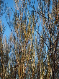 Acacia ramulosa