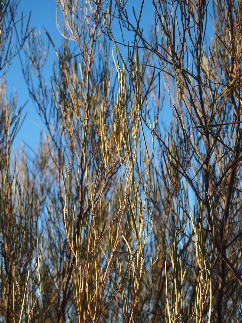 Acacia ramulosa