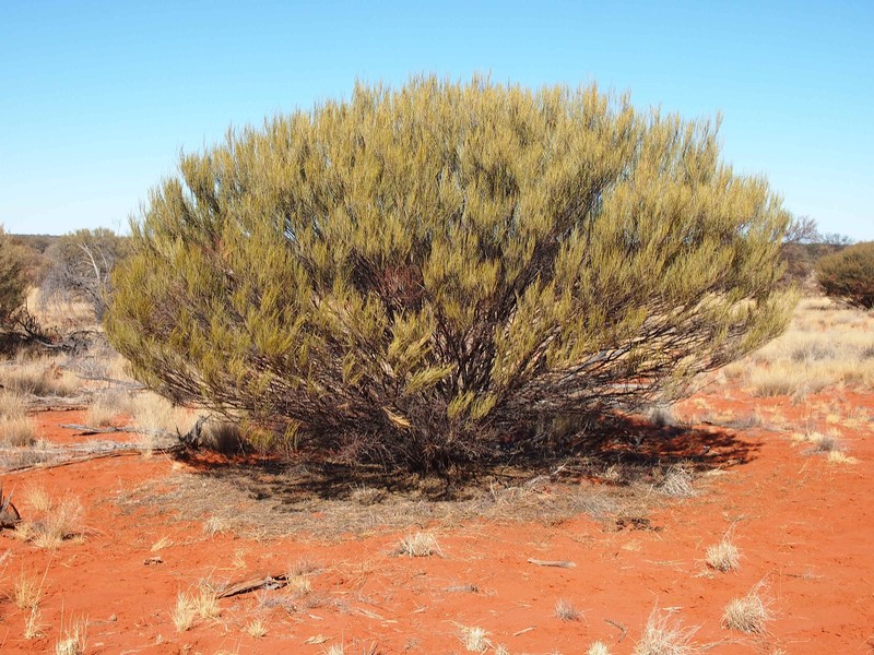 Acacia ramulosa photo 2