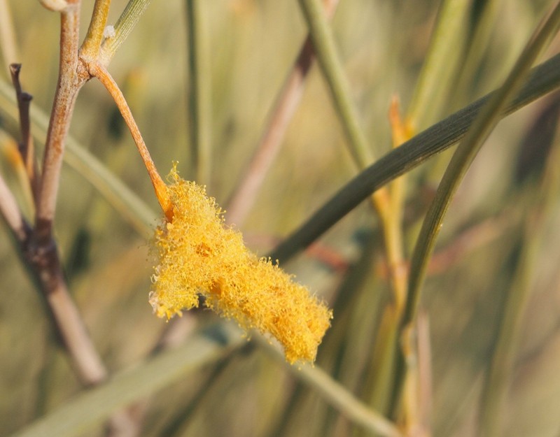 Acacia ramulosa photo 3