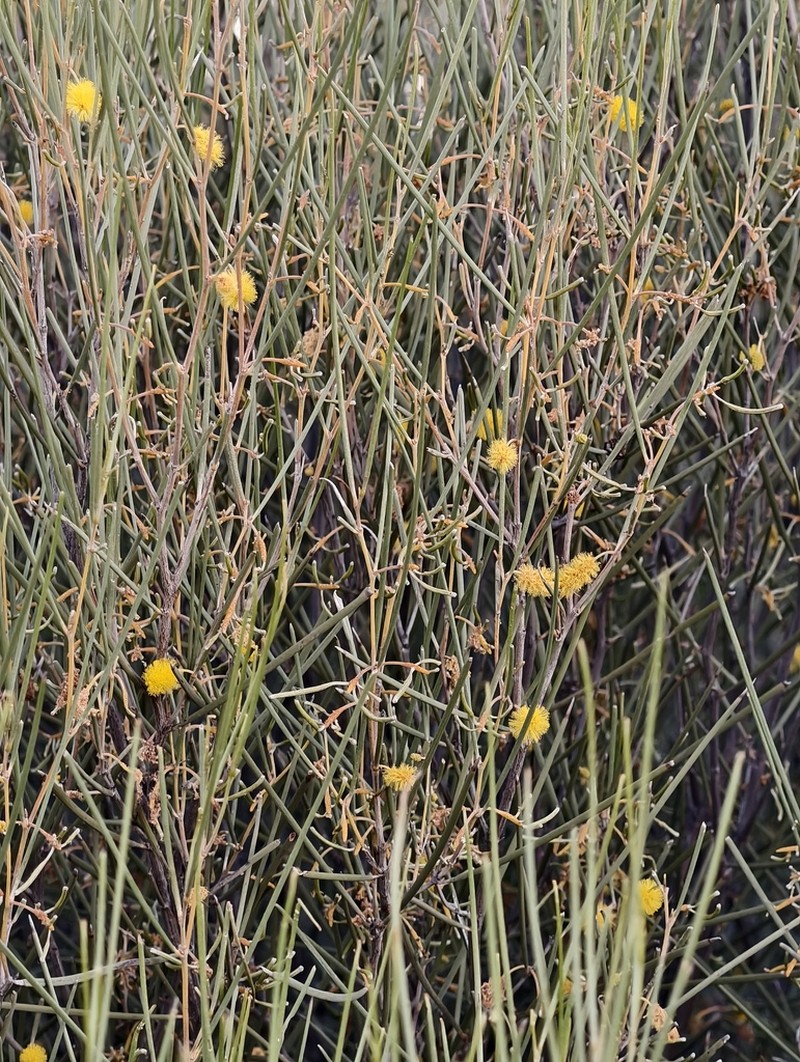 Acacia ramulosa photo 4