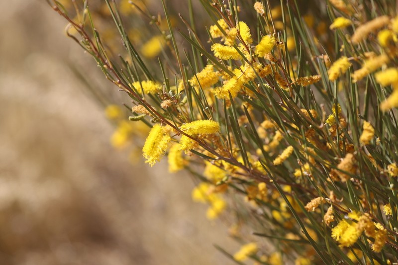 Acacia ramulosa photo 5
