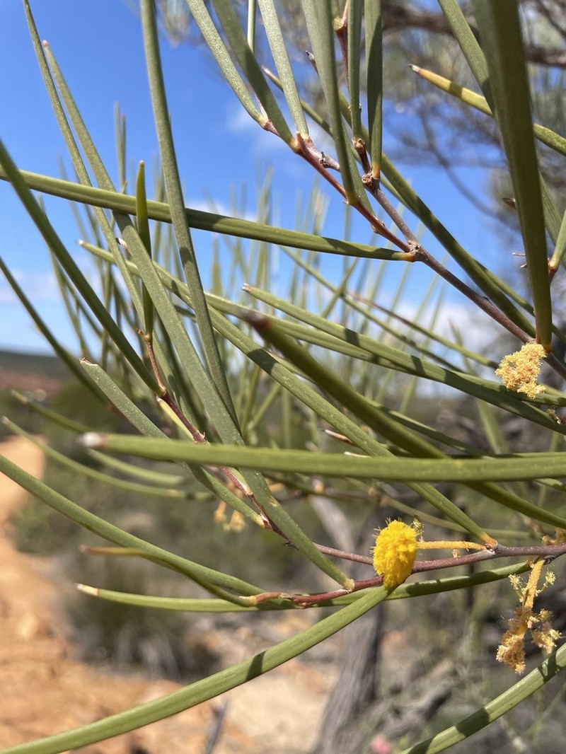 Acacia ramulosa photo 6