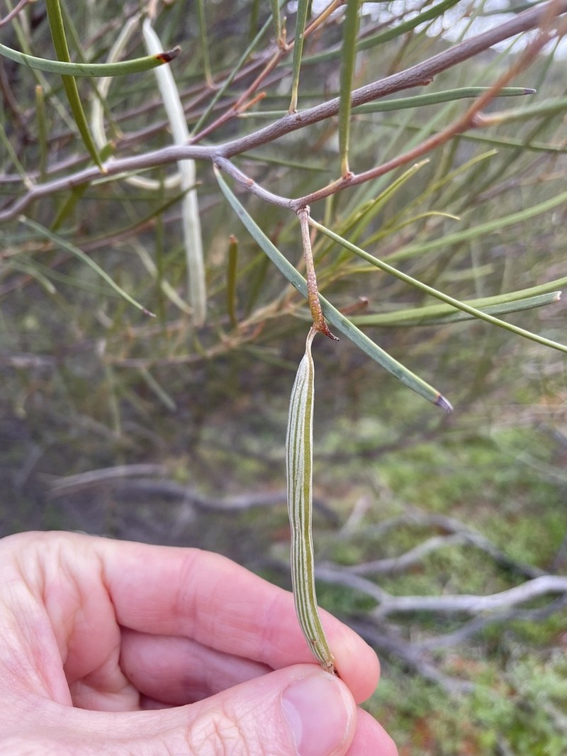 Acacia ramulosa photo 8