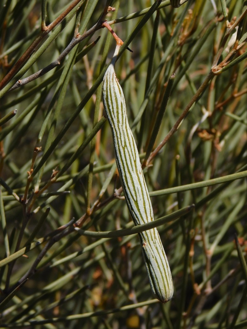 Acacia ramulosa var. linophylla photo 3