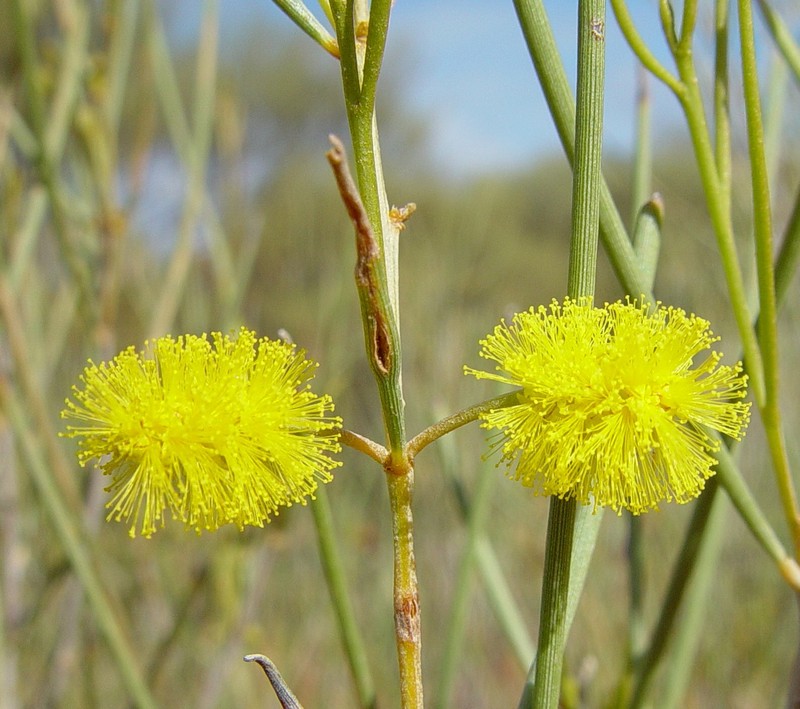 Acacia ramulosa var. linophylla photo 4