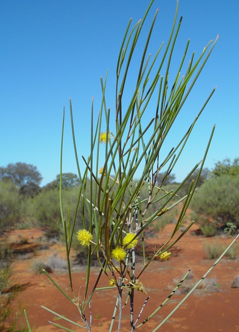 Acacia ramulosa var. linophylla photo 5