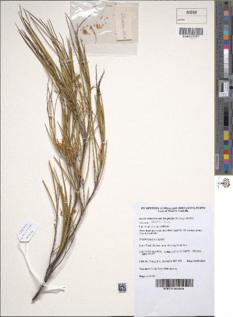 Acacia ramulosa var. linophylla photo 6