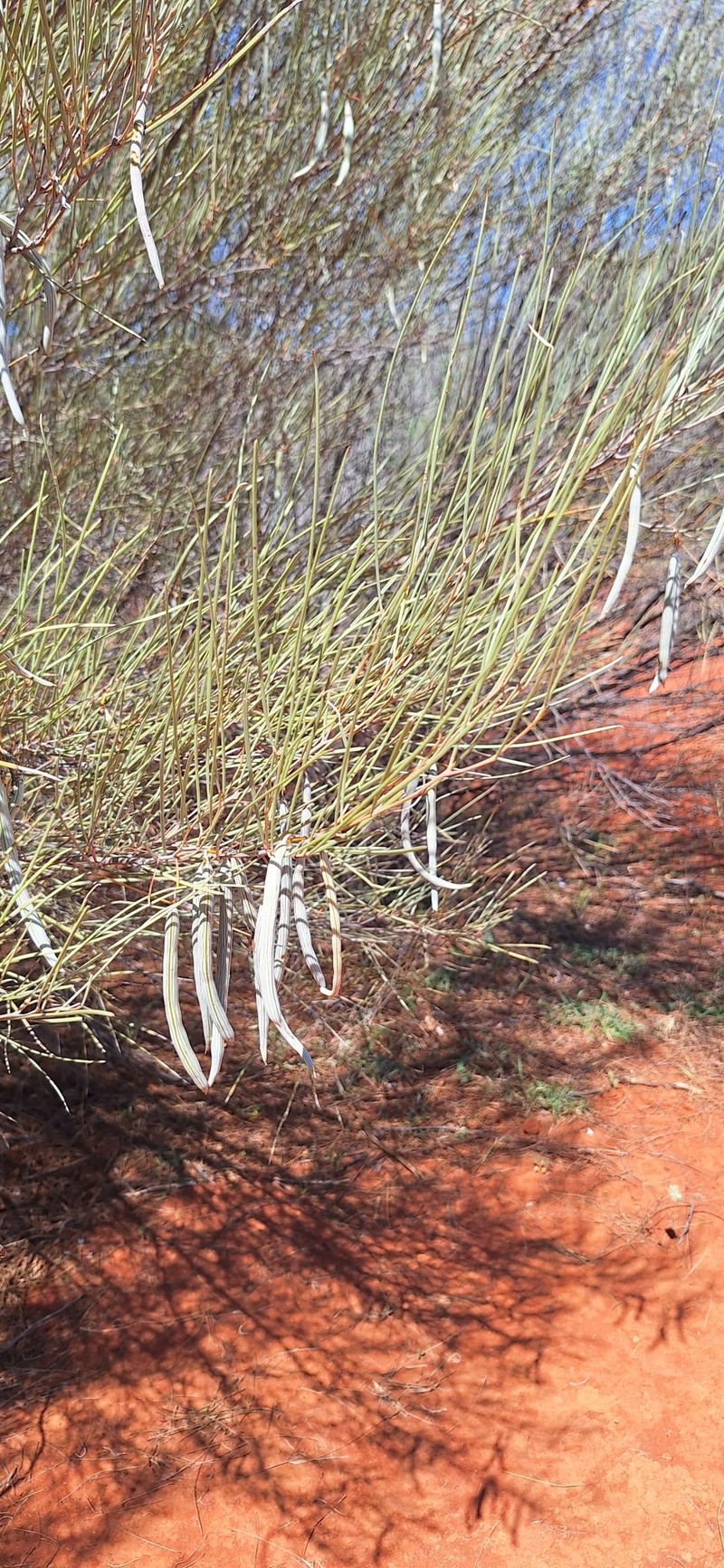 Acacia ramulosa var. linophylla
