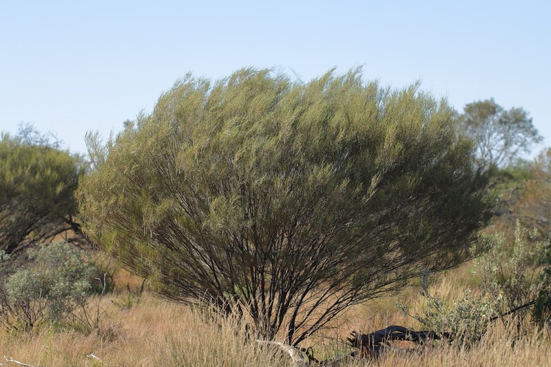 Acacia ramulosa var. linophylla photo 2