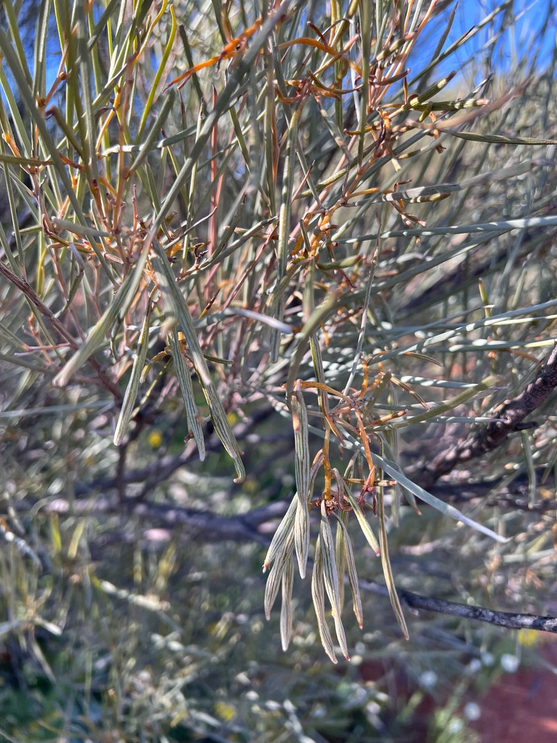 Acacia ramulosa var. ramulosa photo 3