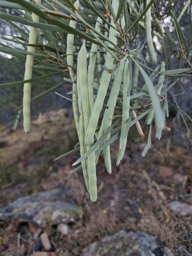 Acacia ramulosa var. ramulosa photo 4