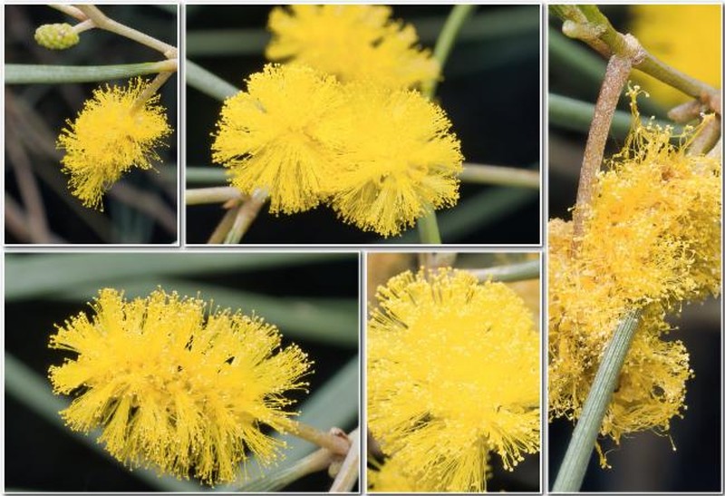 Acacia ramulosa var. ramulosa photo 6