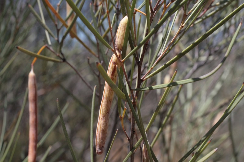 Acacia ramulosa var. ramulosa photo 2