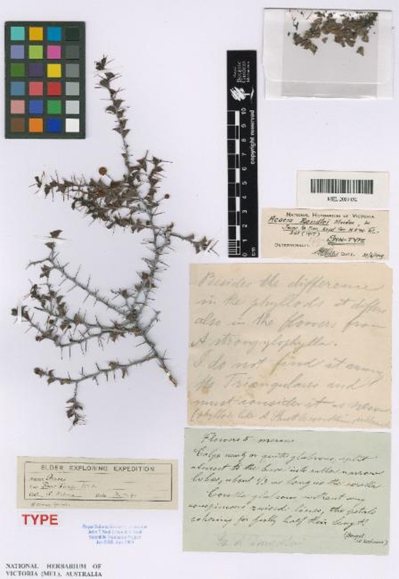 Acacia rendlei photo 4