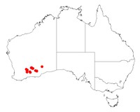 Acacia rendlei