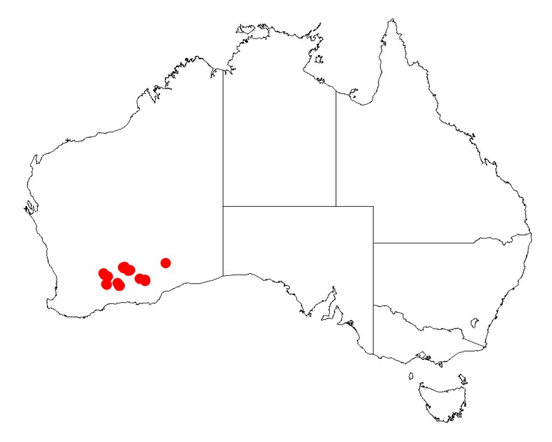 Acacia rendlei
