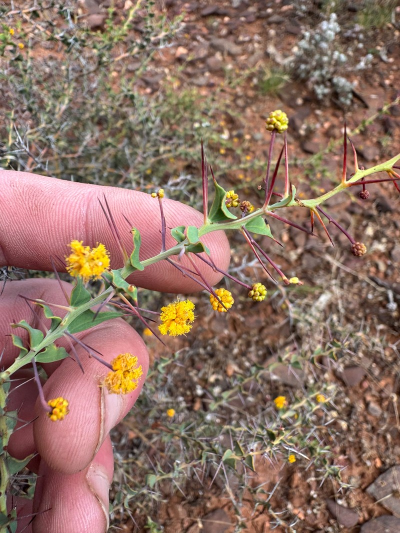 Acacia rendlei photo 2