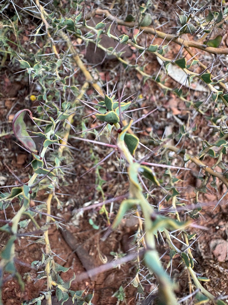 Acacia rendlei photo 3