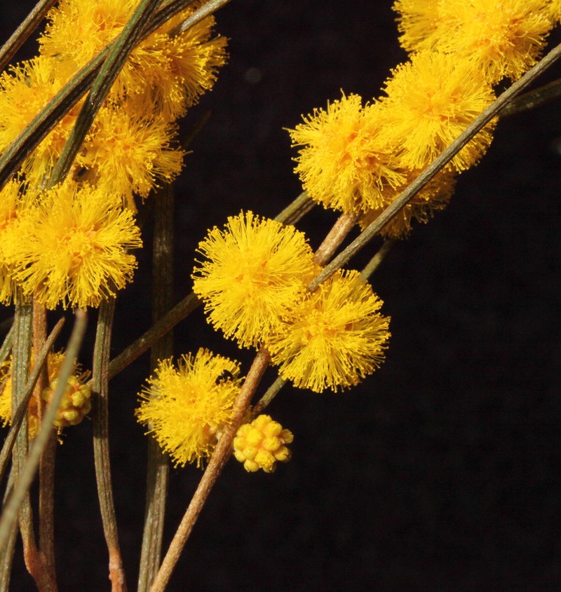 Acacia repanda photo 2
