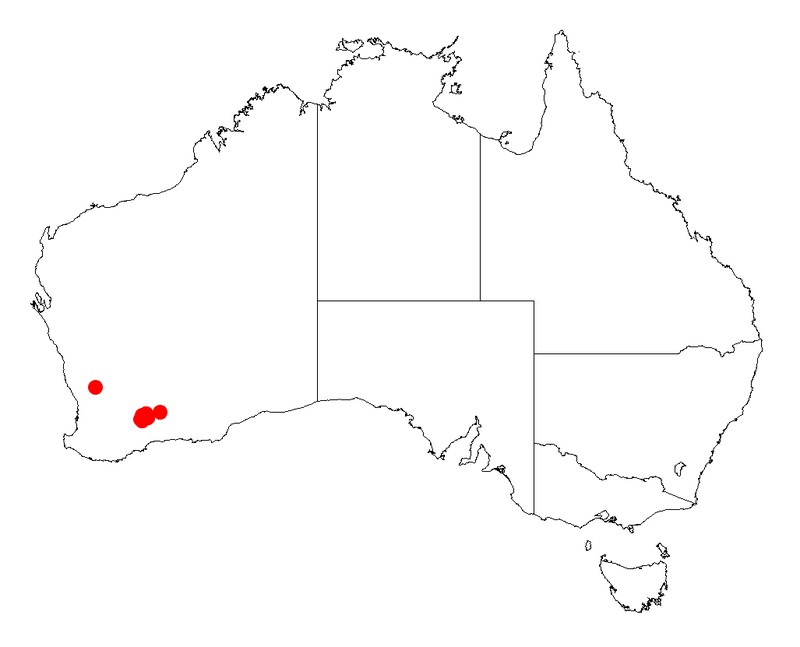 Acacia repanda