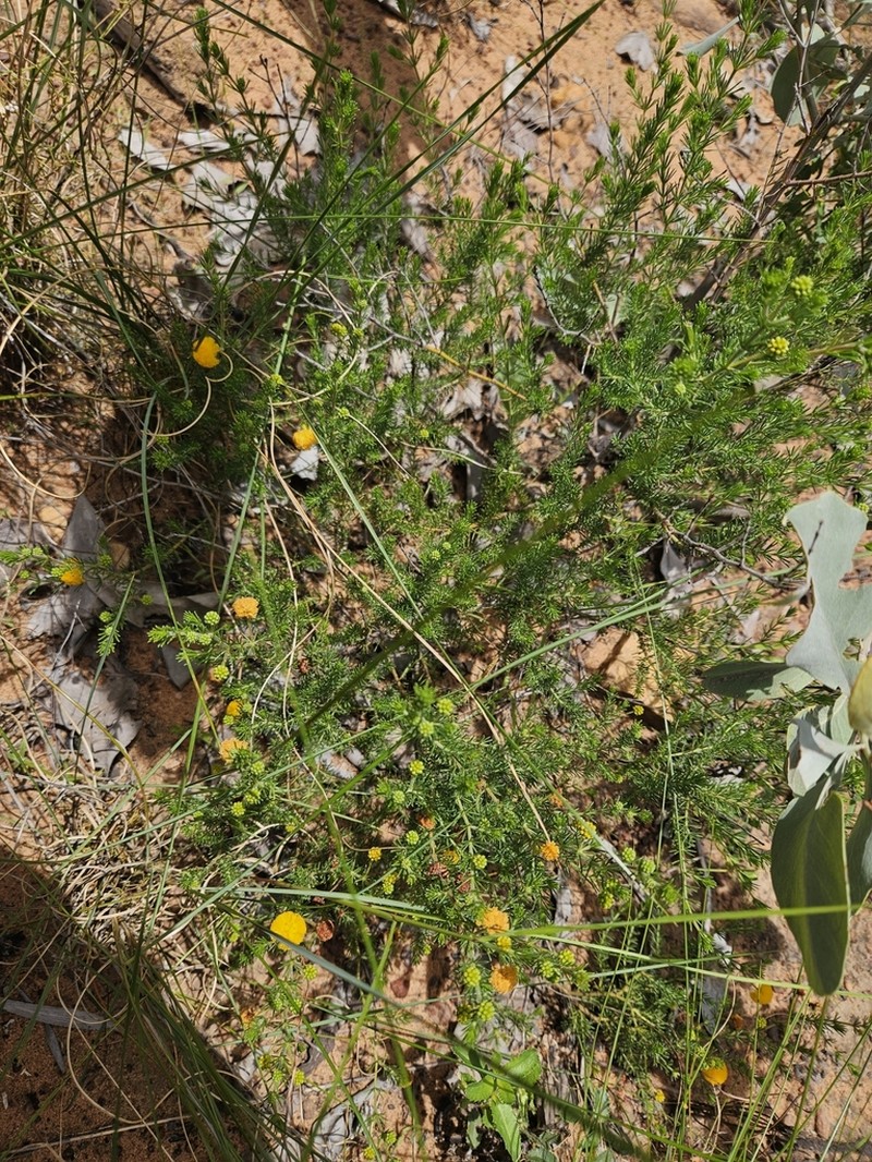 Acacia repens