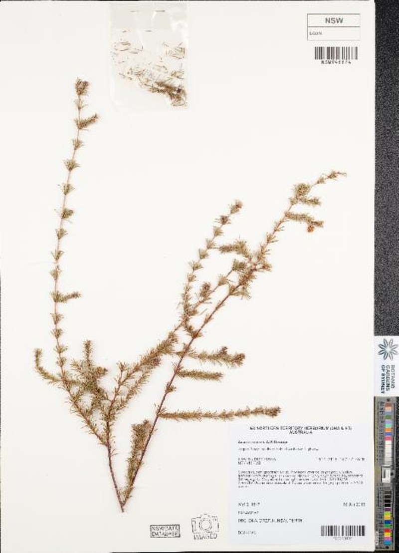Acacia repens photo 2