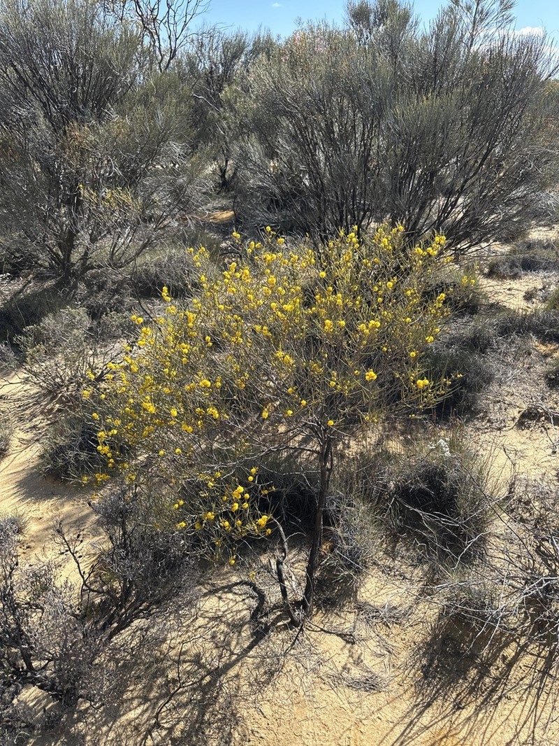 Acacia resinimarginea