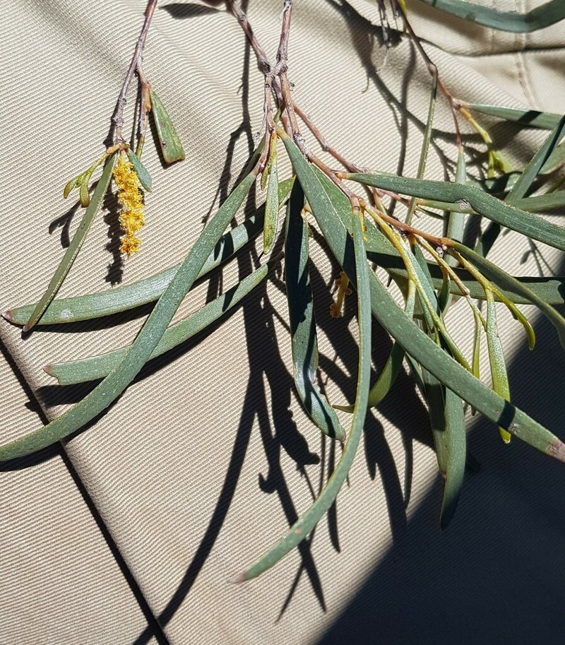 Acacia resinimarginea photo 2