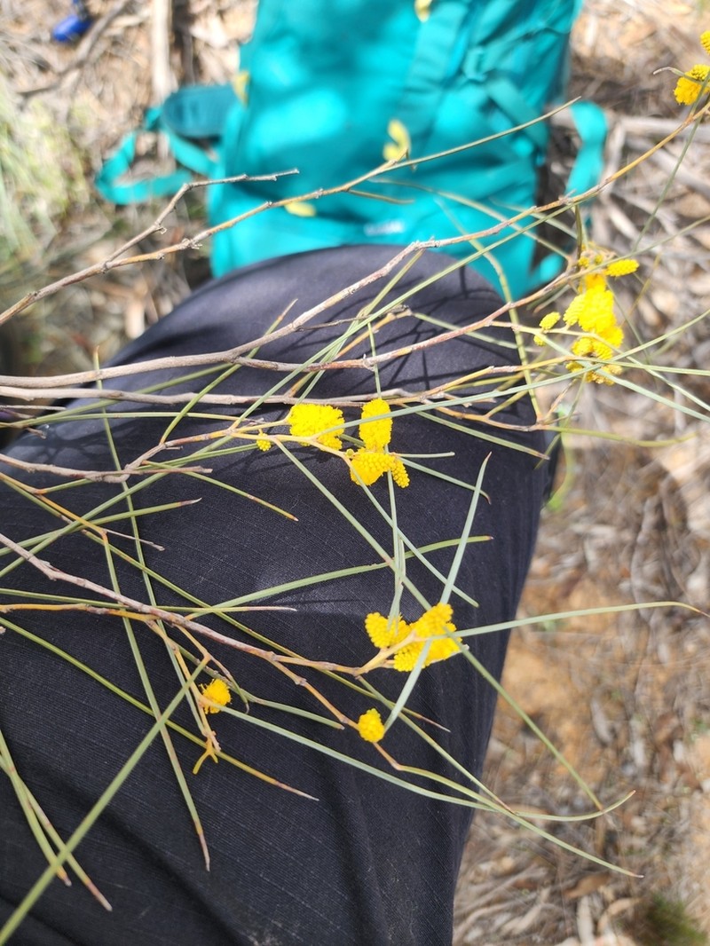 Acacia resinimarginea photo 3