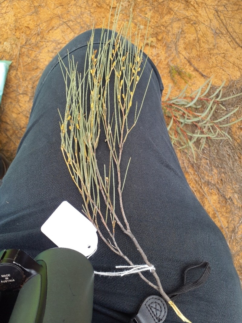 Acacia resinimarginea photo 4