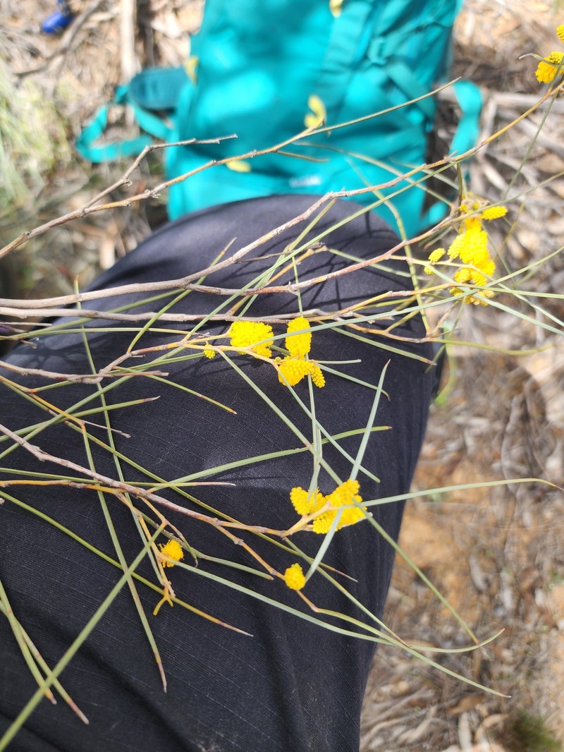 Acacia resinimarginea photo 5