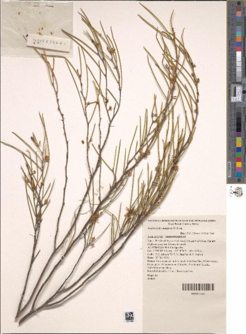 Acacia resinimarginea photo 6