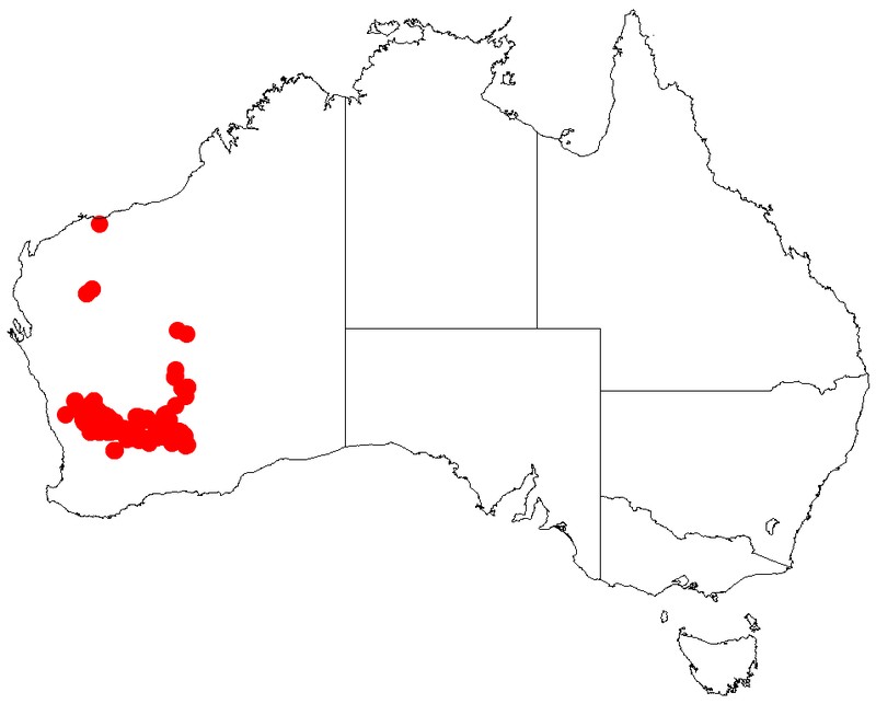 Acacia resinimarginea