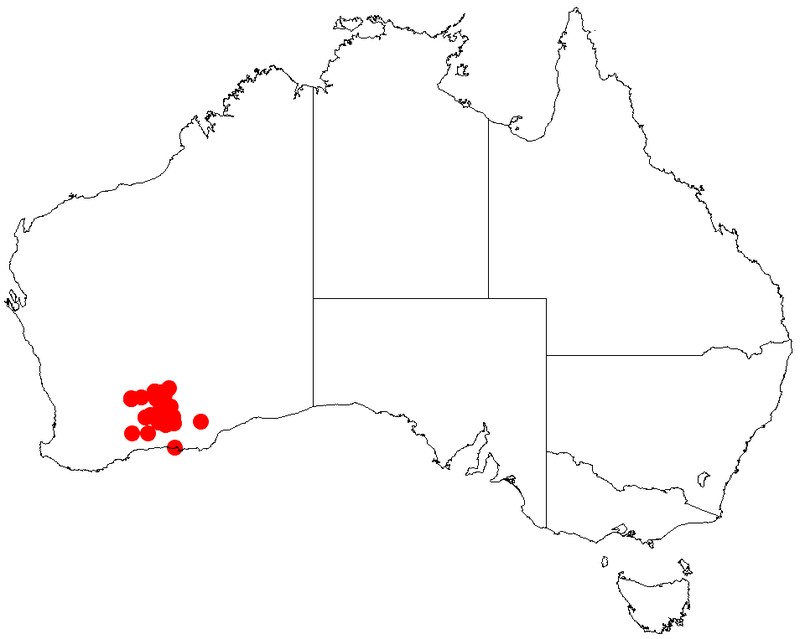 Acacia resinistipulea